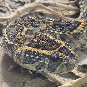 Puff Adder(Bitis arietans)