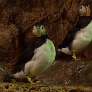 Atlantic Puffin(Fratercula arctica)