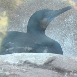 Brandt's Cormorant(Urile penicillatus)