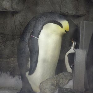 Emperor Penguin feeding a Chinstrap Penguin