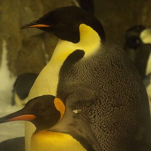 Emperor Penguin(Aptenodytes forsteri) - king penguin for scale