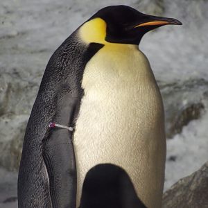 Emperor Penguin(Aptenodytes forsteri)