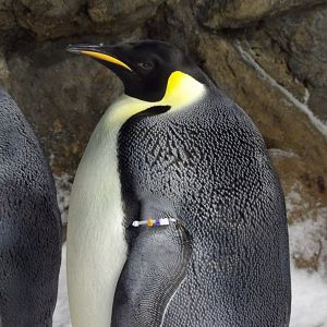 Emperor Penguin(Aptenodytes forsteri)
