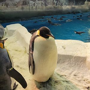 up close and personal with an emperor penguin!