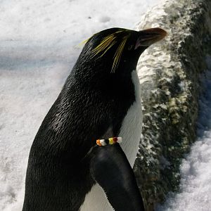 Macaroni Penguin(Eudyptes chrysolophus)