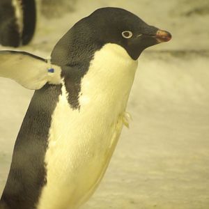 Adelie Penguin(Pygoscelis adeliae)
