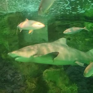 Lemon Shark(Negaprion brevirostris)
