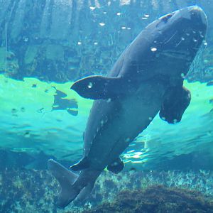 White Sturgeon(Acipenser transmontanus)