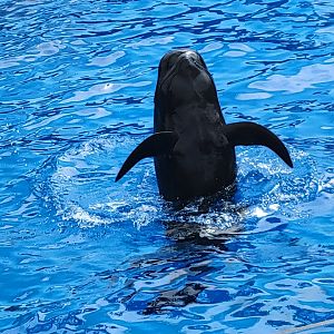 Short-Finned Pilot Whale(Globicephala macrorhynchus)