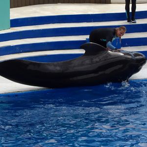 Short-Finned Pilot Whale(Globicephala macrorhynchus)