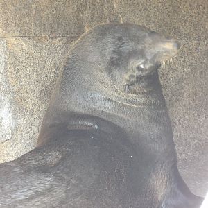 Guadalupe Fur Seal(Arctocephalus townsendi)