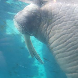 Walrus(Odobenus rosmarus)