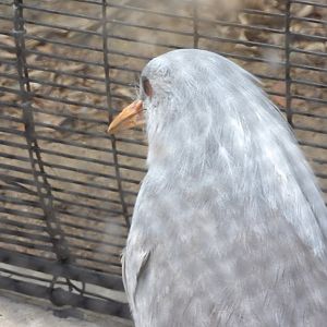 Kagu(Rhynochetos jubatus)