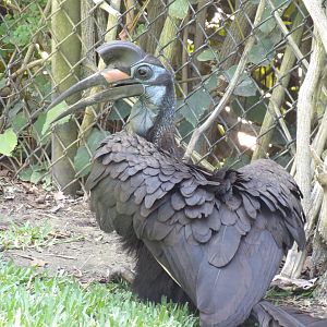 Abyssinian Ground Hornbill(Bucorvus abyssinicus)