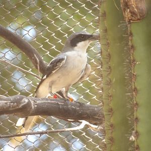 San Clemente Loggerhead Shrike(Lanius ludovicianus mearnsi)