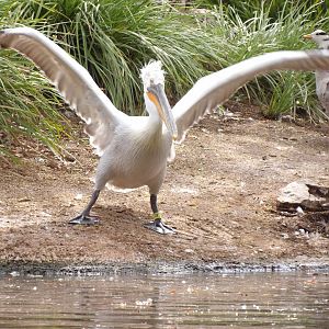 Dalmatian Pelican(Pelecanus crispus)