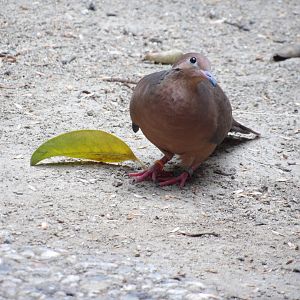 Socorro Dove(Zenaida graysoni)