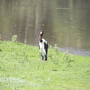 Saddle-Billed Stork(Ephippiorhynchus senegalensis)