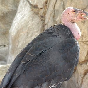 California Condor(Gymnogyps californianus)