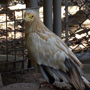Egyptian Vulture(Neophron percnopterus)