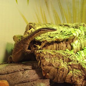 Kimberly Rock Monitor(Varanus glaurti)