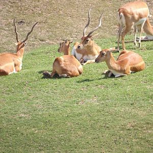 Blackbuck(Antilope cervicapra)