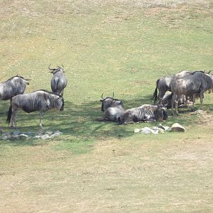 Blue Wildebeest(Connochaetes taurinus)