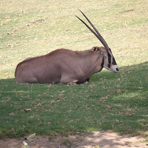 Fringe-Eared Oryx(Oryx callotis)
