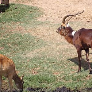 Nile Lechwe(Kobus megaceros)