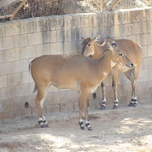 Nilgai(Boselaphus tragocamelus)