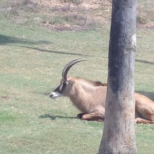 Roan Antelope(Hippotragus equinus)