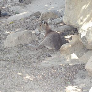 Nilgiri Tahr Calf(Nilgiritragus hylocrius)