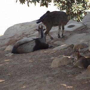 Nilgiri Tahr(Nilgiritragus hylocrius)