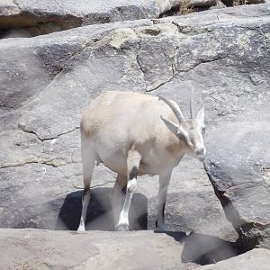 Nubain Ibex(Capra nubiana)