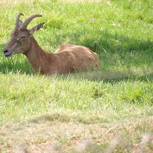 Transcaspian Urial(Ovis vignei arkal)