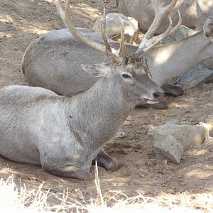 Bactrian Wapiti(Cervus hanglu bactrianus)