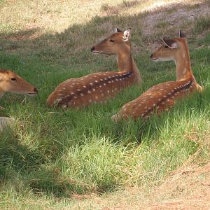 Indochinese Sika Deer(Cervus nippon pseudaxis)