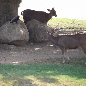Malayan Sambar Deer(Rusa unicolor equina)