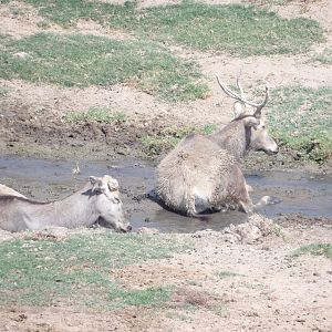 Pere David's Deer(Elaphurus davidianus)