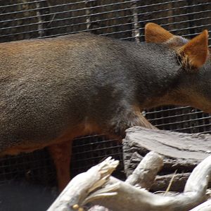 Juvenile Southern Pudu(Pudu puda)