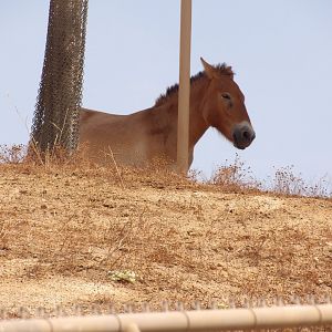 Przewalski's Wild Horse(Equus przewalskii)
