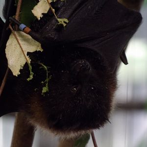 Rodrigues Flying Fox(Pteropus rodricensis)