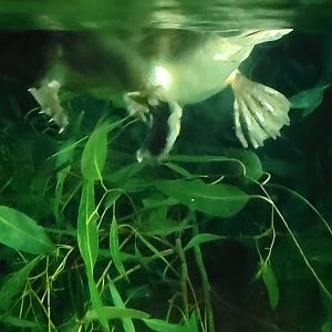 Platypus(Ornithorhynchus anatinus)