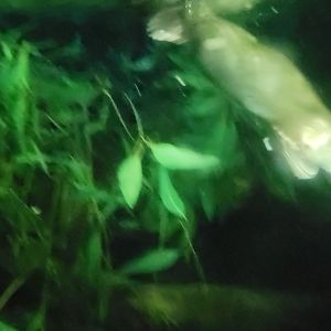 Platypus(Ornithorhynchus anatinus)