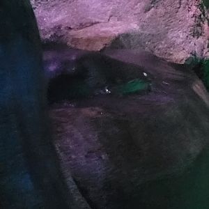 Playpus - Ornithorhynchus anatinus