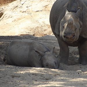 Greater One-Horned Rhinoceros and calf(Rhinoceros unicornis)