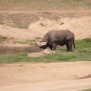 Cape Buffalo(Syncerus caffer caffer)