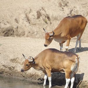 Javan Banteng(Bos javanicus)