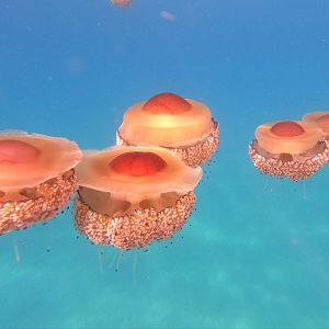 Cotylorhiza tuberculata