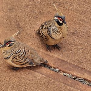 Geophaps plumifera ferruginea